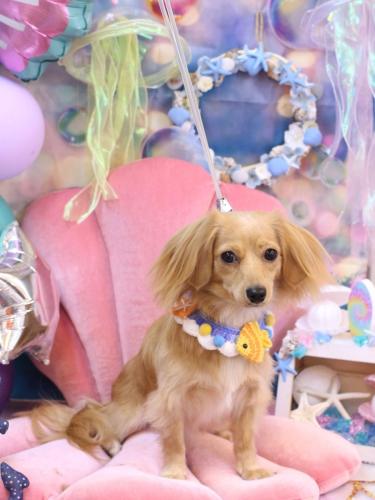 20240815ルークくん